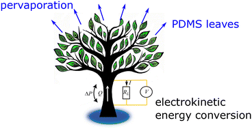 Graphical abstract: Pervaporation-driven electrokinetic energy harvesting using poly(dimethylsiloxane) microfluidic chips