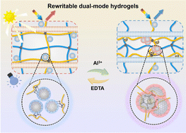 Graphical abstract: Dynamic metal–ligand coordination enables a hydrogel with rewritable dual-mode pattern display