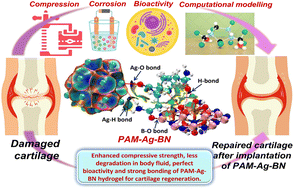 Graphical abstract: Tough, durable and strongly bonded self-healing cartilage-mimicking noncovalently assembled hydrogel nanostructures: the interplay between experiment and theory