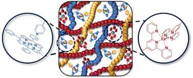 Graphical abstract: Dual orthogonal metal-complexes and their utilization for the versatile fabrication of smart interpenetrating polymer networks