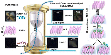 Graphical abstract: Liquid crystal–aqueous interface renders selective detection of distinct mycobacterial cell envelope responses