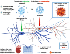 Graphical abstract: Trehalose-releasing nanogels reduce α-synuclein-induced Lewy body-like inclusions in primary mouse hippocampal neurons
