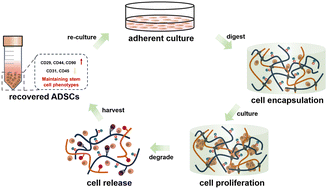 Graphical abstract: A dynamic zwitterionic degradable hydrogel niche for efficient stem cell expansion and recovery