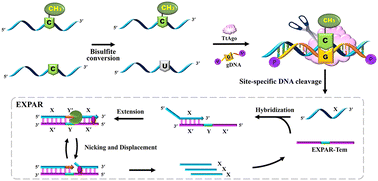 Graphical abstract: A Thermus thermophilus Argonaute (TtAgo) cleavage-aided isothermal amplification strategy (TAC-IAS) for precise detection of locus-specific DNA methylation