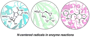 Graphical abstract: Nitrogen-centered radicals driving unusual enzyme reactions in biosynthetic pathways