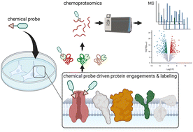 Graphical abstract: Chemical proteomics for a comprehensive understanding of functional activity and the interactome