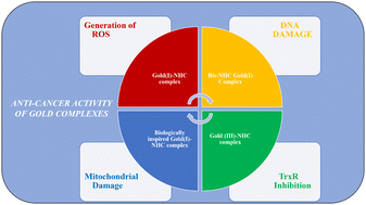 Graphical abstract: Gold–NHC complexes: from synthetic aspects to anti-cancer activity