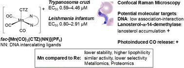 Graphical abstract: Exploring a series of multifunctional Mn(i) tricarbonyls as prospective agents against trypanosomatid parasites: a comparative study with the Re(i) analogues