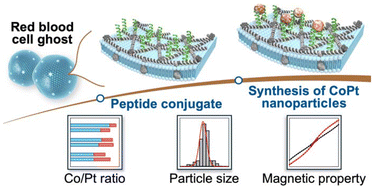 Graphical abstract: Synthesis and characterisation of uniform CoPt nanoparticles using red blood cell ghosts conjugated with peptides on their inner surface
