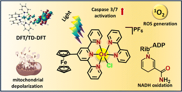 Graphical abstract: Ferrocene conjugated Os(ii) complex for photo-catalytic cancer therapy of triple-negative breast cancer cells