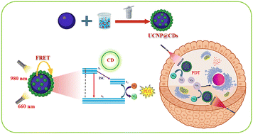 Graphical abstract: Amplification of luminescence intensity by ytterbium(iii) dopant in upconversion nanoparticles integrated with carbon dots for NIR-responsive targeted photodynamic therapy