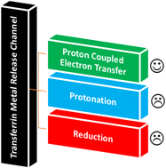 Graphical abstract: Proton-coupled electron transfer modulates the metal release of blood serum iron transferrin