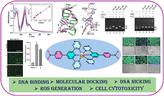 Graphical abstract: Structurally modified dipyrazinylpyridine-based homoleptic Cu(ii) complexes: comparative cytotoxic evaluation in breast cancer cell lines