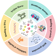 Graphical abstract: Metal complexes against multidrug-resistant bacteria: recent advances (2020–present)