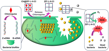 Graphical abstract: Halogen anion modulated metal–organic frameworks with enhanced nanozyme activities for bacterial biofilm disruption