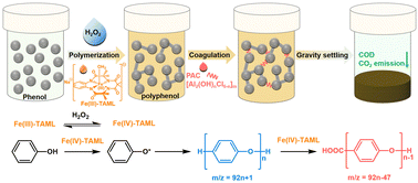 Graphical abstract: Regulation of phenol oxidation into polymeric derivatives ready for flocculation using polyaluminum chloride
