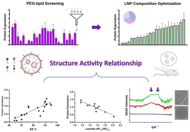 Graphical abstract: PEGylated lipid screening, composition optimization, and structure–activity relationship determination for lipid nanoparticle-mediated mRNA delivery
