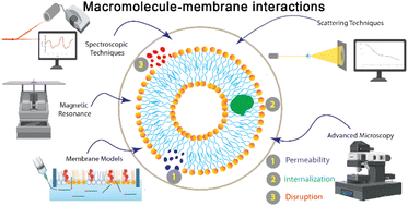 Graphical abstract: Unravelling the mechanisms of nanomedicines: analytical tools to characterise the interaction between synthetic macromolecules and lipid membranes