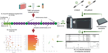 Graphical abstract: LC-MS Orbitrap-based metabolomics using a novel hybrid zwitterionic hydrophilic interaction liquid chromatography and rigorous metabolite identification reveals doxorubicin-induced metabolic perturbations in breast cancer cells
