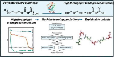 Graphical abstract: Explainable random forest predictions of polyester biodegradability using high-throughput biodegradation data