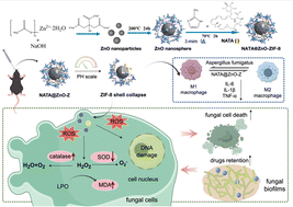 Graphical abstract: ZIF-8-coated ZnO with pH-responsive natamycin release boosting the antifungal and anti-inflammation activity to treat fungal keratitis
