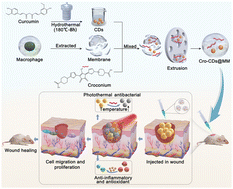 Graphical abstract: A croconium-functionalized macrophage biomimetic retention vesicle system for photothermal therapy of infected wounds