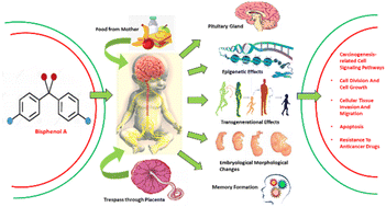 Graphical abstract: Impact of bisphenol A exposure on fetal brain development and neurological health-a review