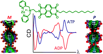 Graphical abstract: Molecular recognition driven self-assembly and chiral induction in naphthalene diimide amphiphiles