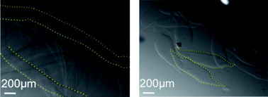 Graphical abstract: Microfluidic wet-spinning of alginate microfibers: a theoretical analysis of fiber formation