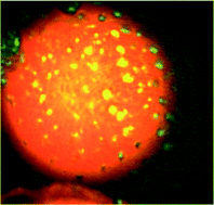 Graphical abstract: Microfluidic synthesis of monodisperse porous microspheres with size-tunable pores