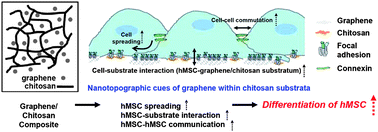 Graphical abstract: Graphene-incorporated chitosan substrata for adhesion and differentiation of human mesenchymal stem cells