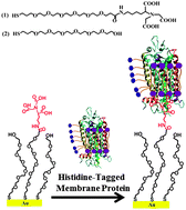 Graphical abstract: A generalized strategy for immobilizing uniformly oriented membrane proteins at solid interfaces