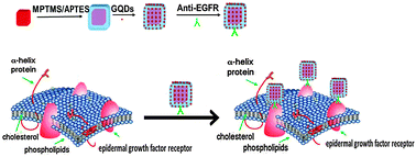 Graphical abstract: Hybrid gold nanocube@silica@graphene-quantum-dot superstructures: synthesis and specific cell surface protein imaging applications