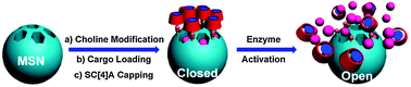 Graphical abstract: Enzyme-responsive supramolecular nanovalves crafted by mesoporous silica nanoparticles and choline-sulfonatocalix[4]arene [2]pseudorotaxanes for controlled cargo release