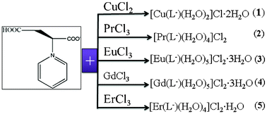 Graphical abstract: Syntheses, structures, and magnetic properties of one-dimensional coordination polymers based on N-succinopyridine ligand