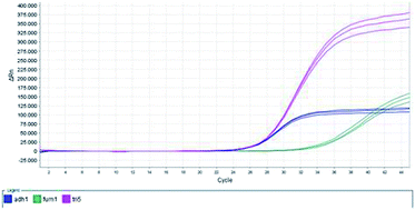 Graphical abstract: The development of a multiplex real-time PCR to quantify Fusarium DNA of trichothecene and fumonisin producing strains in maize