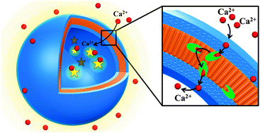 Graphical abstract: Selective ion-permeable membranes by insertion of biopores into polymersomes