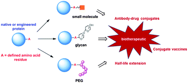 Graphical abstract: Towards the next generation of biomedicines by site-selective conjugation