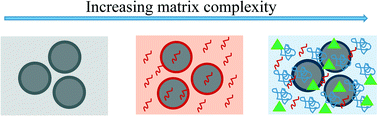 Graphical abstract: Biological and environmental media control oxide nanoparticle surface composition: the roles of biological components (proteins and amino acids), inorganic oxyanions and humic acid