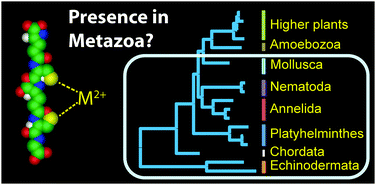 Graphical abstract: Metabolites and metals in Metazoa – what role do phytochelatins play in animals?