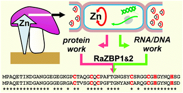 Graphical abstract: Metallothionein-like peptides involved in sequestration of Zn in the Zn-accumulating ectomycorrhizal fungus Russula atropurpurea