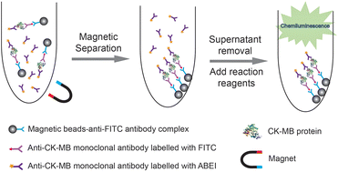 Graphical abstract: Early diagnosis of myocardial infarction in clinic through CK-MB detection using magnetic separation integrated with chemiluminescence
