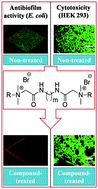 Graphical abstract: Selective and broad spectrum amphiphilic small molecules to combat bacterial resistance and eradicate biofilms