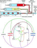 Graphical abstract: Microfluidic platform for reproducible self-assembly of chemically communicating droplet networks with predesigned number and type of the communicating compartments