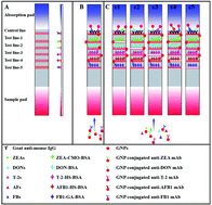 Graphical abstract: A gold nanoparticle-based semi-quantitative and quantitative ultrasensitive paper sensor for the detection of twenty mycotoxins