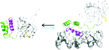 Graphical abstract: Photo-control of DNA binding by an engrailed homeodomain–photoactive yellow protein hybrid