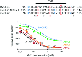 Graphical abstract: The regulatory mechanism of ion permeation through a channelrhodopsin derived from Mesostigma viride (MvChR1)
