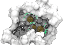 Graphical abstract: Rhodopsins carrying modified chromophores – the ‘making of’, structural modelling and their light-induced reactivity