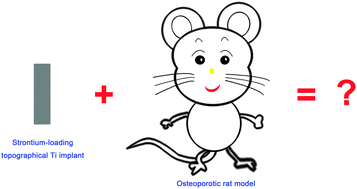 Graphical abstract: Strontium delivery on topographical titanium to enhance bioactivity and osseointegration in osteoporotic rats