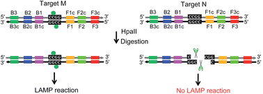 Graphical abstract: Ultrasensitive detection of site-specific DNA methylation by loop-mediated isothermal amplification